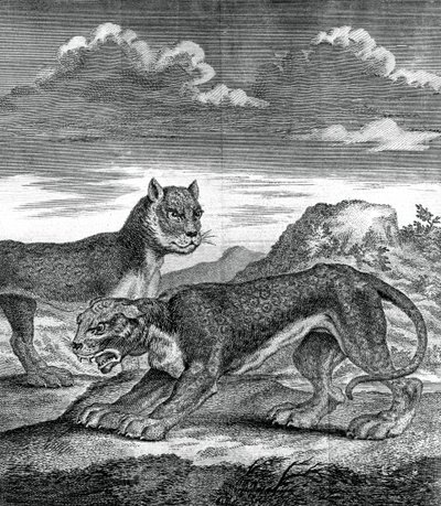 Leopardo das Índias Orientais, 1750 de Unbekannt