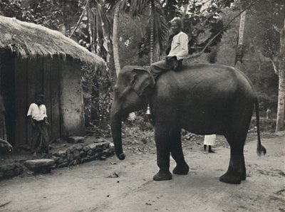 Elefante em um caminho em Kandy, 1926 de Unbekannt