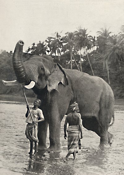 Elefante no Mahavaliganga, 1926 de Unbekannt