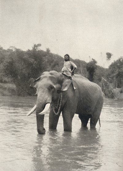 Elefant mit Kornak In der Mahavaliganga, 1926 de Unbekannt