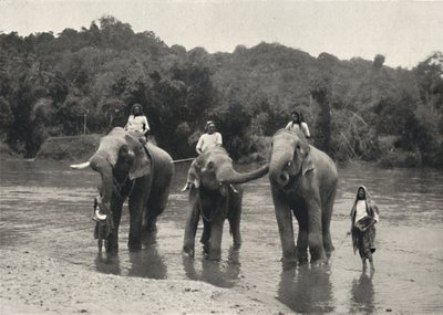 Elefantes no banho Mahaaliganga, 1926 de Unbekannt