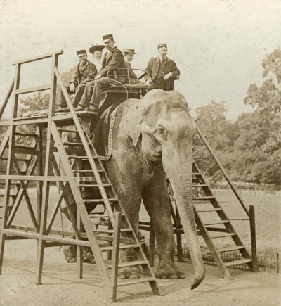 Passeio de elefante de Unbekannt
