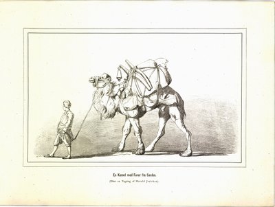 Um camelo com um motorista da Sardis. Ilustração retirada do livro Brogede rejsebilleder de Jerichau-Baumann, Elisabeth e publicado por Forlagsbureauet (Copenhagen, 1881) de Unbekannt
