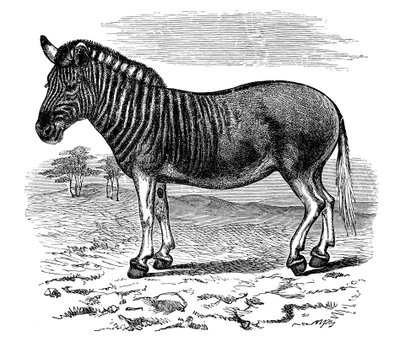 Gravura de um Quagga, 1893 de Unbekannt