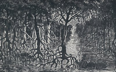 Floresta africana equatorial, 1924 de Unbekannt