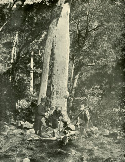 Eurobin Falls, montanhas de búfalo, 1901. de Unbekannt