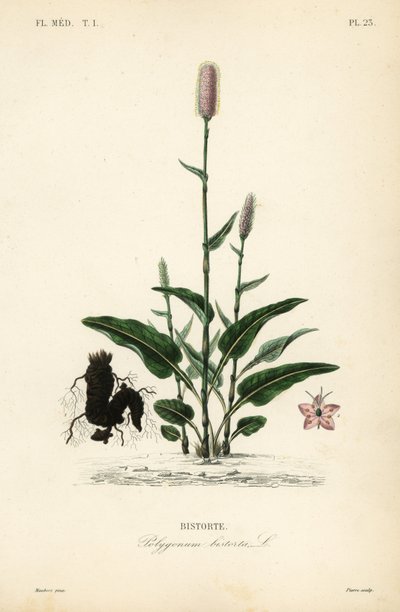 Bistorta europeia ou Snakeroot, Persicaria bistorta, Polygonum bistorta, Bistorte de Unbekannt