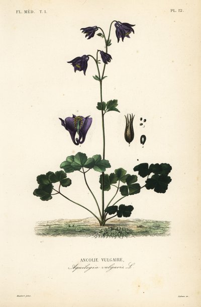 Columbine europeu, Aquilegia vulgaris, Ancolie vulgaire de Unbekannt