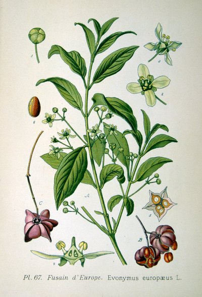 Eixo europeu, 1893 de Unbekannt