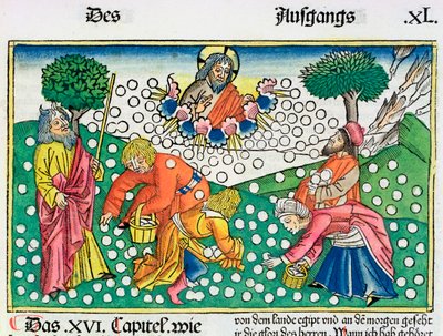 Êxodo 16:13-22: Deus fornece codornas e maná aos israelitas de Unbekannt