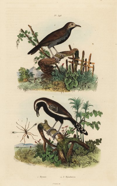 Fairyflyfly, Mymar pulchellum 1, formicivora grisea 2 e formiga de garganta negra, Myrmophylax atrothorax melanura 3 de Unbekannt