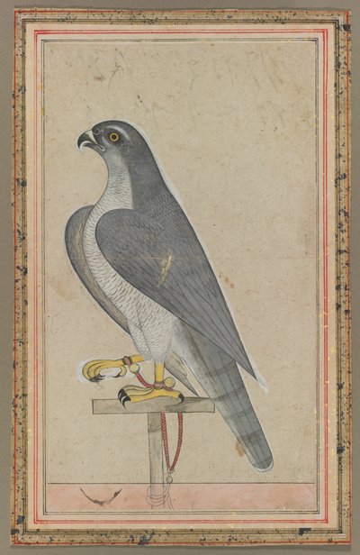 Falcon, c. 1770 de Unbekannt