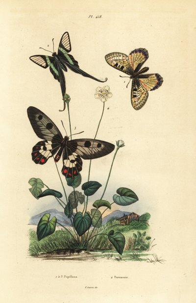Falso apolo, Archon apollinus 1, rabo de dragão branco, Lamproptera curius 2, e rabo de andorinha, Cressida cressida 3, capim de parnassus, Parnassia palustris 4 de Unbekannt