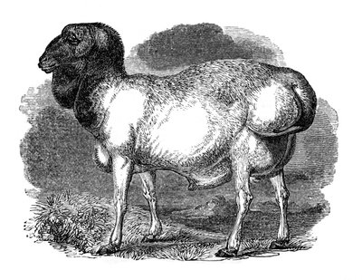 Ovelha de Tartary, 1848 de Unbekannt