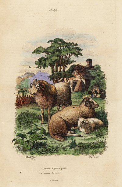Ovinos de cauda gorda, Ovis aries 1, e Merino ovinos, Ovis aries 2 de Unbekannt
