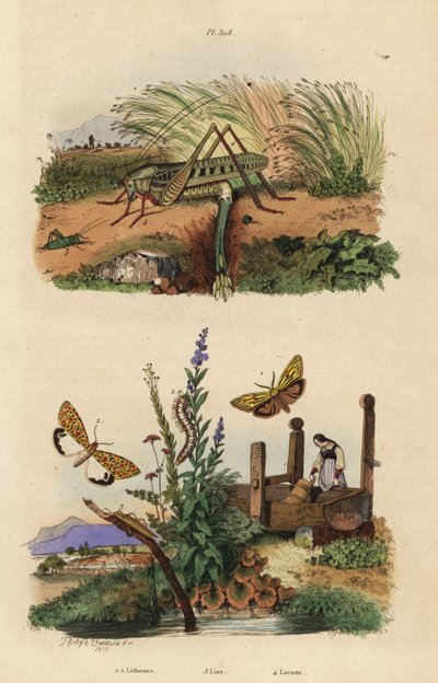 Gafanhoto mordedor de verruga fêmea que põe ovos, Decticus verrucivorus 4, criado de libré de penas, Spiris striata 1, e flunkey de aspecto carmesim, Utetheisa pulchella 2, e escaravelho Lixus paraplecticus 3. Litose, lixa, gafanhoto de Unbekannt