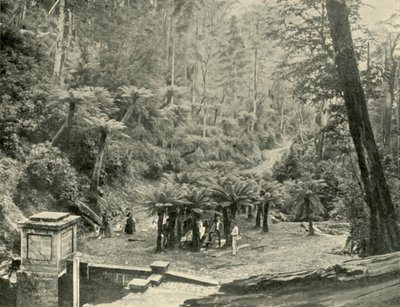 Fern Tree Bower e trilha, montagem Wellington, 1901. de Unbekannt