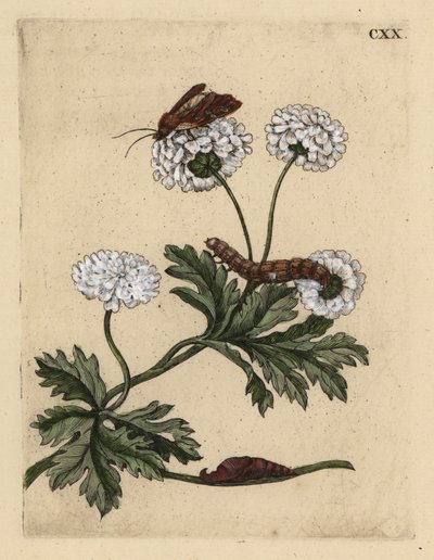 Feverfew, Tanacetum parthenium, com mariposa, lagarta e cachorro, CXX de Unbekannt