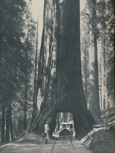 Espécime fino do maior organismo que já viveu, c1935 de Unbekannt