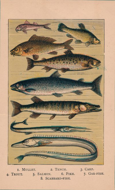 Peixe, 1907, 1907 de Unbekannt