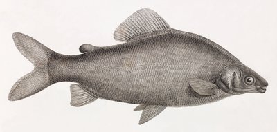 Peixe: Le Characin Nefasch de Unbekannt