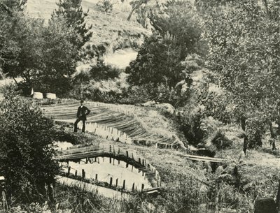 Piscinas de peixes, Ercildoune, perto de Ballarat, 1901. de Unbekannt