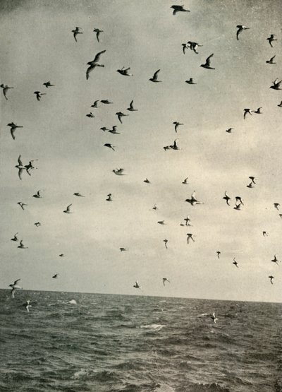 Vôo de petréis antárticos, c1908, 1909. de Unbekannt