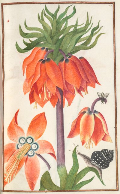 Florilegium: página 19, sobre laranja fritillaria imperialis crown imperial, 1608. de Unbekannt