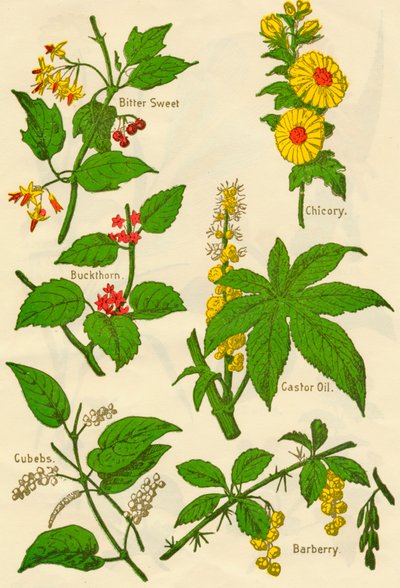 Flores: doce amargo, espinheiro, cubebs, chicória, óleo de mamona, bérberis, c1940. de Unbekannt
