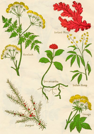 Flores: Hemlock, musgo da Islândia, Ipecacuanha, cânhamo indiano, zimbro, Lovage, c1940 de Unbekannt