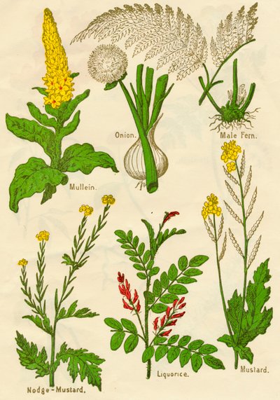 Flores: Verbasco, cebola, samambaia masculina, Nodge-Mostarda, alcaçuz, mostarda, c1940 de Unbekannt