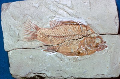 Fóssil de um peixe de Unbekannt