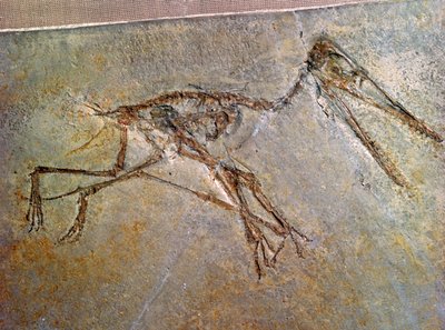 Esqueleto fóssil de um pterodáctilo, da coleção do Museu Britânico de Unbekannt