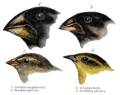 Quatro ou as espécies de tentilhões observadas por Darwin nas Ilhas Galápagos de Unbekannt