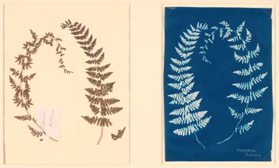 Do álbum Hatton Fern, c. 1850. de Unbekannt