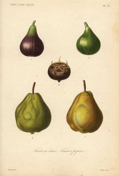 Frutas, frutas com casca e bagas de Unbekannt