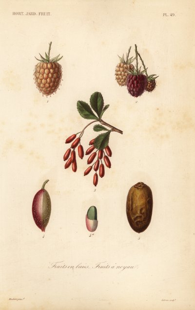 Frutas, frutos secos e bagas, frutas com caroço de Unbekannt