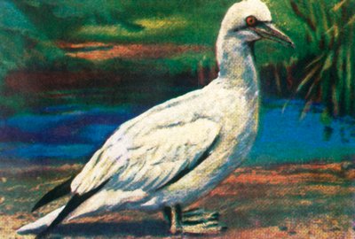 Gannet, c1928. de Unbekannt