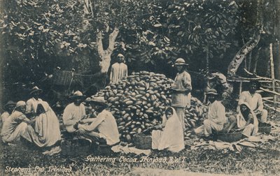 Recolhendo cacau, Trinidad, BWI, início do século XX. de Unbekannt