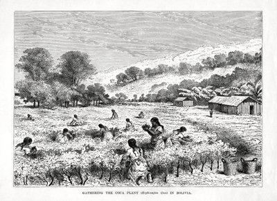 Coleta da planta de coca Erythroxylum coca na Bolívia, 1877 de Unbekannt