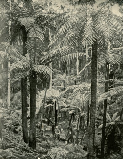 Samambaias gigantes em Gembrook, 1901. de Unbekannt
