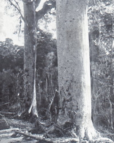 Árvore Kauri gigante, final do século XIX e início do século XX. de Unbekannt