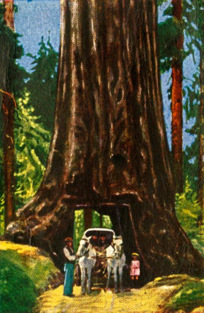 Redwood gigante em Califórnia, c1928. de Unbekannt