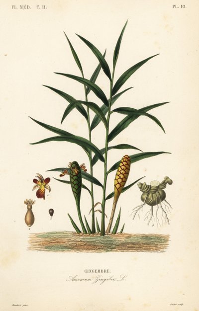 Gengibre ou raiz de gengibre, Zingiber officinale, Amomum zingiber, Gingembre de Unbekannt