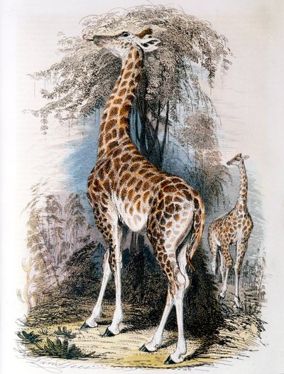 Girafa navegando em uma árvore, 1836 de Unbekannt