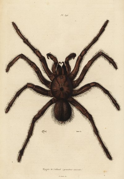 Aranha de Golias, Theraphosa blondi de Unbekannt