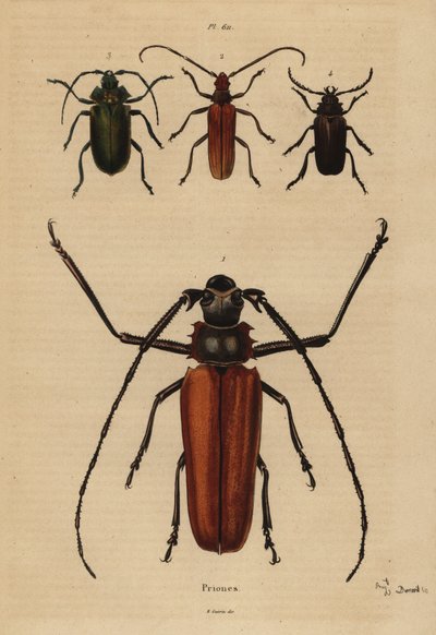 Grande besouro de chifre longo, Enoplocerus armillatus 1, Aegosoma scabricorne 2, Pyrodes nitidus 3 e Prionus desmaretii 4 de Unbekannt