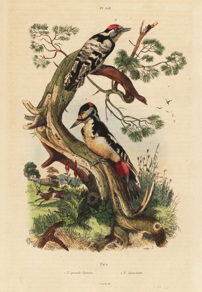 Pica-pau-malhado, Dendrocopos major e Lesser spotted woodpecker, Dryobates minor de Unbekannt