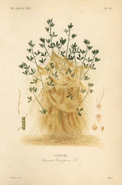 Cuscuta europaea, Cuscuta europaea, cuscuta de Unbekannt