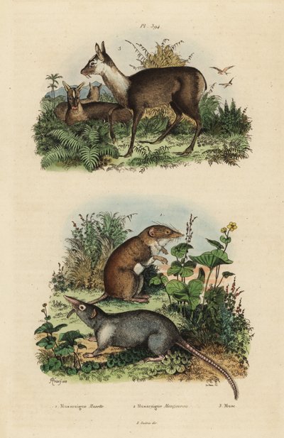 Maior musaranho de dentes brancos, Crocidura russula 1, musaranho almiscarado cinzento, Suncus murinus 2 e cervo almiscarado escuro, Moschus fuscus, em perigo de extinção 3 de Unbekannt